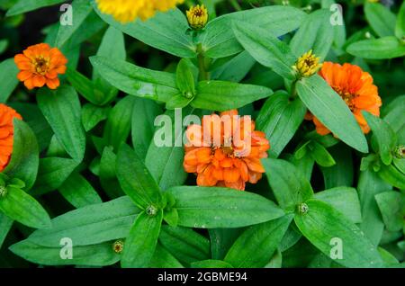 Ein schöner Busch aus Orangenzinnie, der nach dem Regen im Garten wächst. Blühende Blumen. Naturtapete. Schöner Hintergrund. Selektiver Fokus Stockfoto