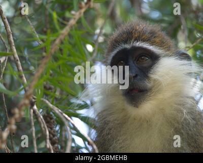 Nahaufnahme eines Vervet-Affen (Chlorocebus pygerythrus) im Baum mit menschlichem Ausdruck Lake Awassa, Äthiopien. Stockfoto