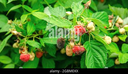 Im Garten wachsen verfaulte, überreife rote Himbeeren. Schlechte Ernte. Verdorbene Beere, Schimmel auf Beeren. Selektiver Fokus Stockfoto