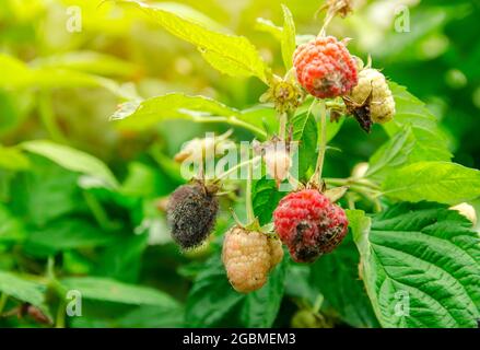 Im Garten wachsen verfaulte, überreife rote Himbeeren. Schlechte Ernte. Verdorbene Beere, Schimmel auf Beeren. Selektiver Fokus Stockfoto