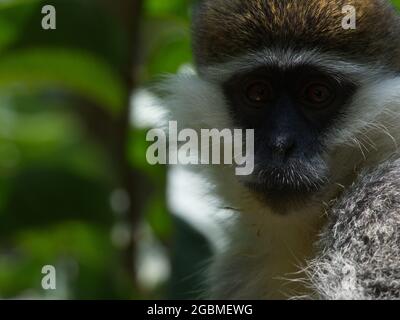 Nahaufnahme des Kopfes eines Vervet-Affen (Chlorocebus pygerythrus), der direkt auf den Awassa-See in Äthiopien blickt. Stockfoto