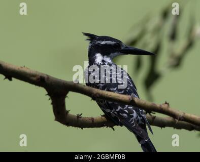 Nahaufnahme eines schwarz-weißen Riedfischers (Ceryle rudis), der am Awassa-See, Äthiopien, ruht. Stockfoto