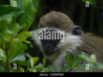 Nahaufnahme des Kopfes auf dem Porträt eines Vervet-Affen (Chlorocebus pygerythrus), der direkt auf den Kamera-See Awassa, Äthiopien, blickt. Stockfoto