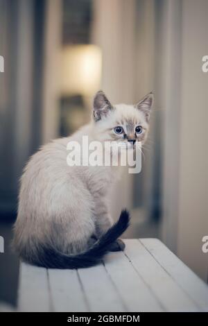 Ein thailändisches Kätzchen sitzt auf einem Stuhl. Porträt eines Kätzchens der thailändischen Rasse. Kleine Katze. Stockfoto