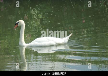 Schwan am Fluss in Rodlet Oxfordshire in der Nähe der Themse in Großbritannien Stockfoto