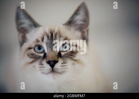 Porträt eines Kätzchens der thailändischen Rasse. Kleine Katze. Die Schnauze der Katze ist aus der Nähe. Stockfoto