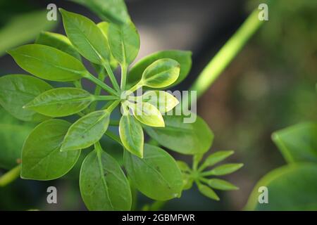 Winzig neue Wachstumsblätter auf einem Zwergschirmbaum Stockfoto