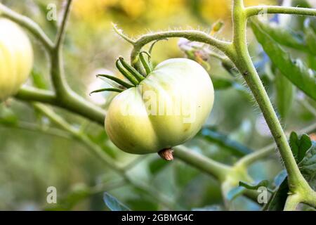 Eine grüne, große Tomate reift in einem Bett in einem Gemüsegarten-Grundstück, Gewächshaus. Unreife, hausgemachte Tomaten auf Ästen zwischen den Blättern. Sommer Stockfoto