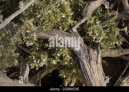 Nahaufnahme von Wacholderzweigen und Beeren in Montana Stockfoto