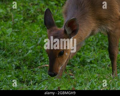 Nahaufnahme Porträt des Babys Bohor Reedbuck (Redunca redunca), das auf Gras weidet, Bale Mountains National Park, Äthiopien. Stockfoto