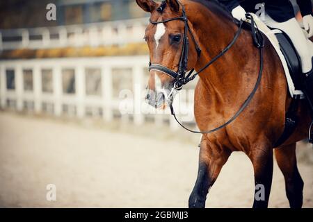 Portrait Sport roter Hengst im Doppelzaum. Dressur von Pferden. Pferdesport. Stockfoto