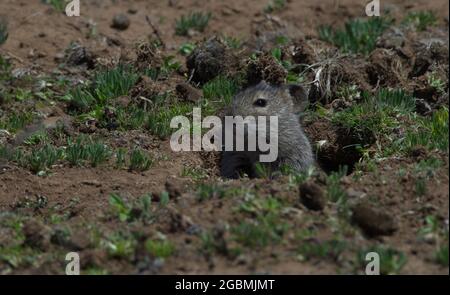 Nahaufnahme eines Großkopfmaulratten (Tachyoryctes macrocephalus), der den Kopf aus dem Loch des Bale Mountains National Park, Äthiopien, ragt. Stockfoto