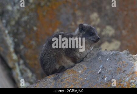 Nahaufnahme Porträt einer Großkopfmaulratte (Tachyoryctes macrocephalus), die auf Felsen ruht, Bale Mountains National Park, Äthiopien. Stockfoto