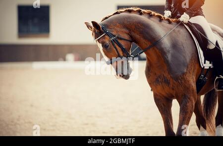 Pferdesport. Portrait Sport roter Hengst mit einer weißen Nut auf der Stirn im Zaumzeug. Das Bein des Fahrers im Steigbügel, auf einem roten reiten Stockfoto