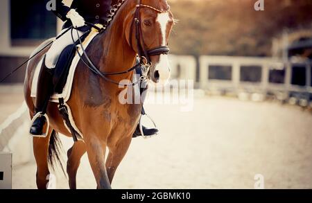 Pferdesport. Portrait Sport roter Hengst mit einer weißen Nut auf der Stirn im Doppelzaum. Das Bein des Fahrers im Steigbügel, Reiten o Stockfoto