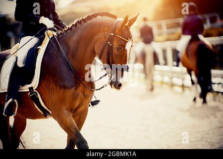 Pferdesport. Portrait Sport roter Hengst mit einer weißen Nut auf der Stirn im Doppelzaum. Das Bein des Fahrers im Steigbügel, Reiten o Stockfoto