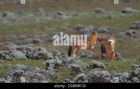 Nahaufnahme Porträt von drei wilden und gefährdeten äthiopischen Wolf (Canis simensis) spielen zusammen kämpfen, Bale Mountains National Park, Äthiopien. Stockfoto