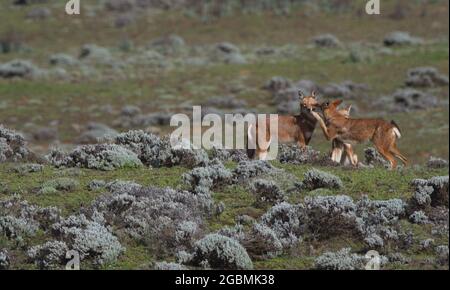 Nahaufnahme Porträt von drei wilden und gefährdeten äthiopischen Wolf (Canis simensis) spielen kämpfen und küssen, Bale Mountains National Park, Äthiopien. Stockfoto