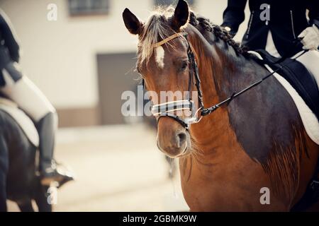 Pferdesport. Portrait Sport roter Hengst im Zaumzeug. Dressur des Lorbeerpferdes in der Arena. Reiten. Stockfoto