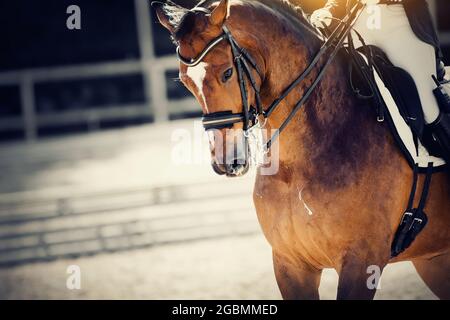 Pferdesport. Portrait-Sporthengst im Doppelzaum. Dressur des Lorbeerpferdes in der Arena. Reiten. Stockfoto