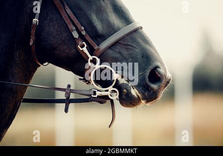 Schnauze aus nächster Nähe. Portrait Sporthengst im Zaumzeug. Dressur von Pferden. Pferdesport. Reiten. Stockfoto