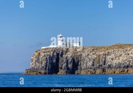 Clifftop Farne Lighthouse an der Südspitze der Insel Inner Farne auf den Farne Islands vor der Küste von Northumberland, Nordostengland, Großbritannien Stockfoto