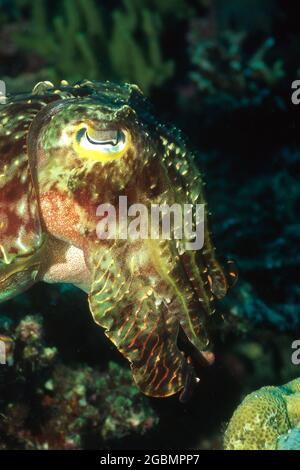 Ein stark getarnter Tintenfisch, der unter Wasser schwimmt Stockfoto