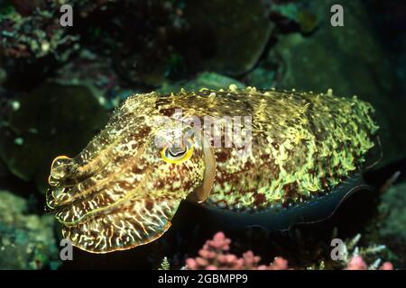 Ein stark getarnter Tintenfisch, der unter Wasser schwimmt Stockfoto