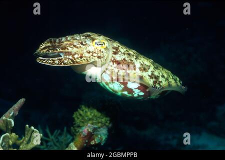 Ein stark getarnter Tintenfisch, der unter Wasser schwimmt Stockfoto