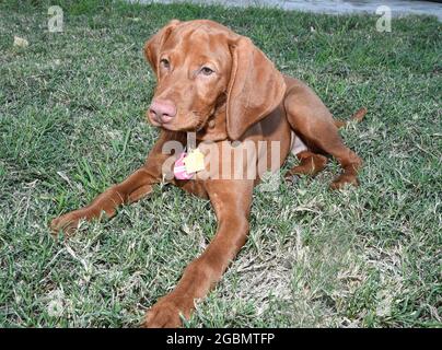 Shasta die ungarische Vizsla Stockfoto