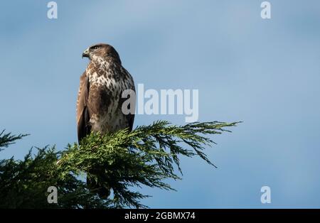 Weibchen Sparrowhawk in einem Baum auf der Suche nach Beute. Worcestershire, Großbritannien Stockfoto