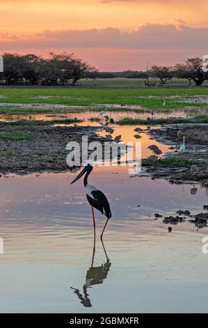 Jabiru bei Sonnenuntergang im Yellow Water, Kakadu National Park Stockfoto