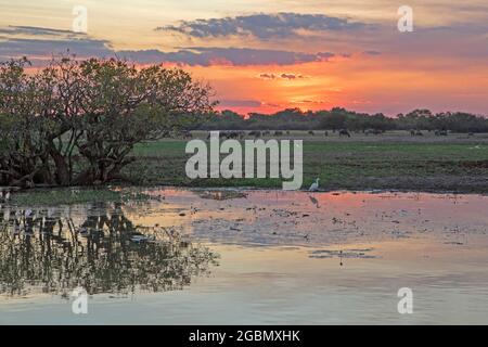 Sonnenuntergang am Yellow Water, Kakadu National Park Stockfoto