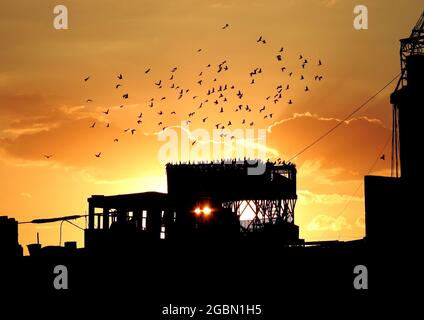 Silhouette einer Gruppe fliegender Vögel, Bewegung fliegender Vögel am Himmel zur Sonnenuntergangszeit über dem Haus ihrer hölzernen Tauben Stockfoto