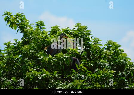 Zwei Purpurreiher (Ardea purpurea) spielen Schnabel um Schnabel in den Baumkronen. Purpurreiher auf einem Baum. Täglicher Lebensstil. Yilan, Taiwan. Juni 20 Stockfoto