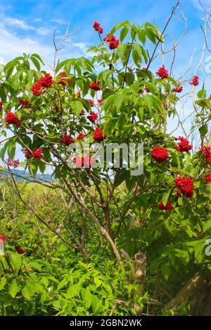 Roter Holunderbeerbusch voller Beeren in New Brunswick, Kanada, mit blauem Himmel im Sommer Stockfoto