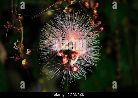 Barringtonia racemosa oder Puderbaumblüte in der Nacht. Wie ein Feuerwerk hängen Blumenstränge von den Bäumen. Yilan, Taiwan. Juni 2021. Stockfoto