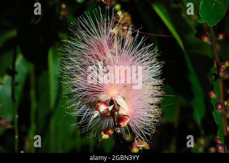 Barringtonia racemosa oder Puderbaumblüte in der Nacht. Wie ein Feuerwerk hängen Blumenstränge von den Bäumen. Yilan, Taiwan. Juni 2021. Stockfoto