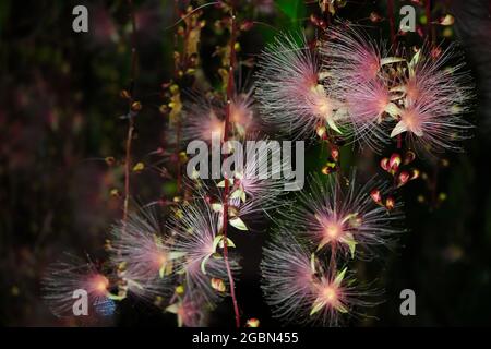 Barringtonia racemosa oder Puderbaumblüte in der Nacht. Wie ein Feuerwerk hängen Blumenstränge von den Bäumen. Yilan, Taiwan. Juni 2021. Stockfoto