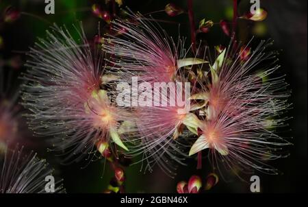 Barringtonia racemosa oder Puderbaumblüte in der Nacht. Wie ein Feuerwerk hängen Blumenstränge von den Bäumen. Yilan, Taiwan. Juni 2021. Stockfoto