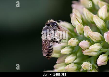 WESTERN Leafcutter Biene auf Sedum Blume. Schutz von Insekten und Wildtieren, Erhaltung von Lebensräumen und Gartenkonzept für Gartenblumen Stockfoto
