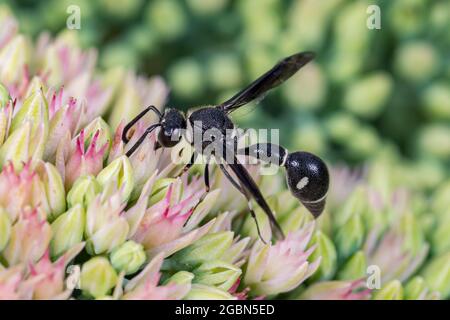 Potter Wespe, die sich auf Nektar der Sedum-Pflanze ernährt. Schutz von Insekten und Wildtieren, Erhaltung von Lebensräumen und Gartenkonzept für Gartenblumen Stockfoto