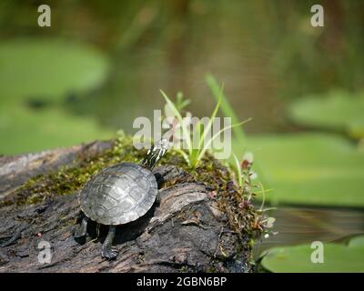 Baby Painted Turtle - Chrysemys Picta Stockfoto