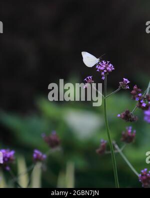 Weißkohl Schmetterling auf lila Blüten im Sommer Stockfoto