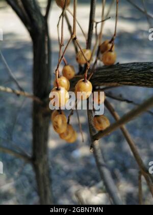 Vertikale Aufnahme der Ginkgo-Frucht auf einem Baum Stockfoto