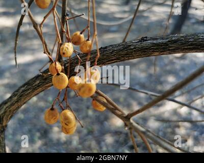 Nahaufnahme der Ginkgo-Frucht auf einem Baum Stockfoto