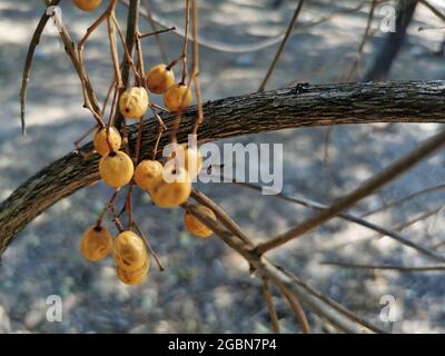 Nahaufnahme der Ginkgo-Frucht auf einem Baum Stockfoto