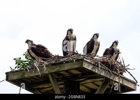 Der westliche Fischadler. Weibchen mit drei erwachsenen Jungen auf dem Nest Stockfoto