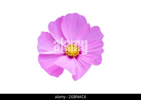 Rosa Cosmos Blume isoliert auf weißem Hintergrund. Blühende Pflanze mit Clipping Pfad. Stockfoto