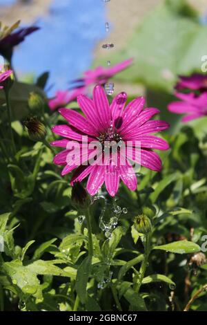 Vertikale Aufnahme von Wassertropfen, die in einem Garten auf eine marguerite-Blume fallen Stockfoto